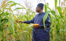 Goulots d’étranglement de la politique alimentaire du pays: les recommandations de CICODEV Afrique au Sénégal