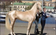 Photo : Voici le plus beau cheval du monde.