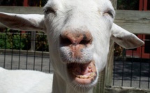 Affaire de zoophilie à Louga: Un jeune ouvrier âgé de 21 ans couchait avec une chèvre
