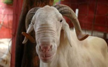 Insolite à l'aéroport de Dakar : Un pèlerin en partance pour la Mecque avec son mouton