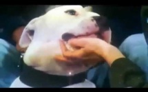 [Vidéo] Une présentatrice attaquée en direct par un chien