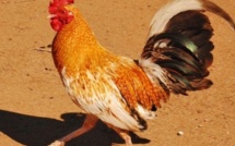 Il danse nu à Paris avec un coq attaché à son pénis