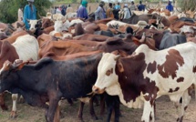 Kaolack Gamou 2021: 150 tonnes de riz, 400 boeufs offerts aux familles religieuses par Rahma