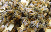 Village de Birkama: Un homme âgé tué par des piqûres d’abeilles