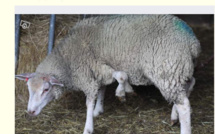 À vendre: mouton à cinq pattes
