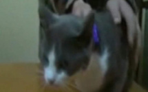 [Vidéo] Un chat arrêté pour trafic de drogue