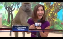 [Vidéo] Un babouin aux mains baladeuses