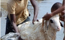 Surpris en pleins ébats avec un…mouton