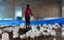 Impact négatif de la chaleur sur l’activité avicole à Vélingara : Des experts recommandent des solutions