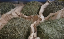 Parcelles Assainies: Un vigile arrêté avec 3 kg de chanvre indien