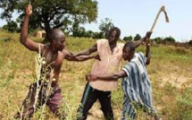 Pour la diminution des violences entre éleveurs et agriculteurs: Un CDD spécial sur la réglementation du parcours du bétail, tenu à Diourbel