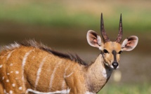 Criminalité faunique à la frontière sénégalo-gambienne: Une antilope découverte et saisie dans un carton à Keur Ayib