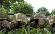 Joal-Fadiouth / Protection des tortues: Lancement des premières journées sur fond de sensibilisation des populations