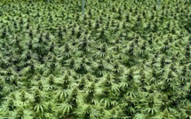 Lutte contre le trafic de stupéfiants à Bignona: L’armée détruit six vastes champs de cannabis et arrête un suspect