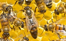 Diamniadio: Un vigile de la société TSK tué par des abeilles