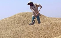 Campagne de commercialisation arachidière au Fouladou : L’Etat veille sur son prix plancher, mais…