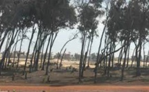 Guédiawaye, 300 agents municipaux crient au scandale : La Bande des filaos encore citée dans un conflit foncier