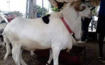 Cambriolage et vol de moutons de race : Les gendarmes de Diogo cravatent quatre voleurs, deux autres en cavale
