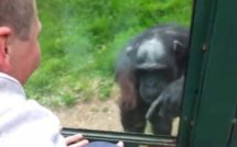 (Vidéo) Incroyable ! un singe pervers fait le buzz sur le net. 