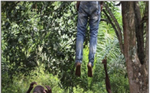 Drame à Bambey: A. Faye, âgé de 66 ans, s’est pendu à un arbre