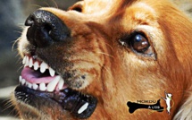 Un homme de 65 ans dévoré par ses cinq chiens