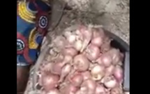 Première récolte dans le Périmètre Agricole Communautaire (PAC) aménagé par le PUDC à Dare Salam Fodé (Vidéo)