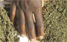 Trafic de drogue: La police des Hlm 5 fait tomber le baron de la Cité Imbécile