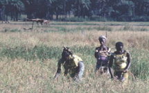 Mécanisation agricole: Locafrique et la Saed signent une convention portant sur 7 milliards