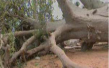 Saly Portudal : Le village artisanal secoué par la chute d’un vieux baobab