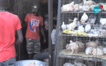 Thiès : Les vendeurs de poulets très remontés contre les ASP, interpellent le maire
