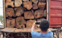 Lutte contre la coupe de bois : Les conseils de l’ex-patron du Forum civil de Kolda