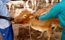 Diagnostic de la santé animale : Le parasitisme, les dermatoses, la conjonctivite et l’asthénie, les pathologies récurrentes