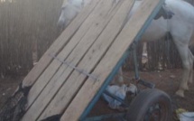 Accident mortel à Koumpentoum : Le cheval fou de A. Bâ se déchaîne et le tue