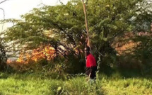 Forêt classée de Mbao : Reportage sur un refuge du grand banditisme