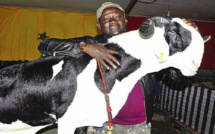 FIARA 2022 - Au Stand Keur Serigne Touba : à la découverte d’un mouton qui peut coûter au bas mot 500 millions Cfa