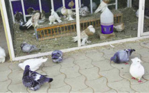 FIARA 2022 : Pourquoi cet éleveur refuse de vendre un couple de pigeons à 1.500.000 Cfa…?