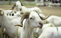 Prix du mouton de la Tabaski 2022 : La cherté inquiète Gorgorlou