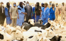 Tabaski 2022 : Les besoins en moutons estimés à 810.000 têtes