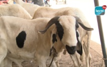 Daral Touba / Moutons: les prix hors de portée des clients, les Tefanké disent le contraire