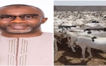 Secours Tabaski à Ziguinchor : Doudou Kâ, DG Aibd, distribue 400 moutons aux familles de sa base politique