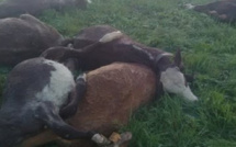 Mauvaise nouvelle pour les éleveurs de Podor : 20 veaux tués par la foudre dans la zone sylvo-pastorale de Loumbi Laobé