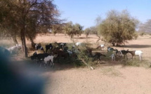 Abattage des arbres au Fouta: Paysans et éleveurs portent la couronne d’épines