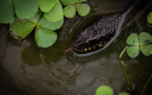 Inondations, menaces de reptiles… : Kounoune attend le Plan Orsec