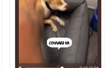 Le rappeur Timal condamné à 6 000 euros d'amende pour avoir frappé son chien