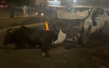 Danger sur la VDN: Des bœufs en divagation causent un grave accident