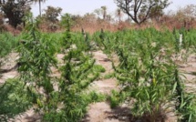 Vélingara: La gendarmerie détruit un champ de chanvre indien