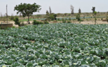 Diender:  L’agriculture biologique prend ses marques