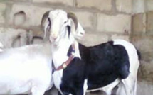 Thiès : des moutons 'ladoum" de Child Fund à 2000 familles