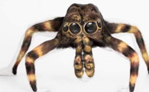 Vidéo - L'incroyable transformation d'une femme en mygale géante
