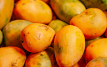 Infection de la mangue sénégalaise : L’Europe menace de fermer ses frontières